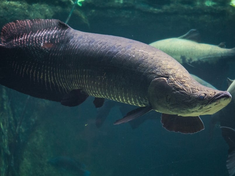 Ikan Arapaima Keunikan, Ukuran Fantastis Dan Habitat Alaminya