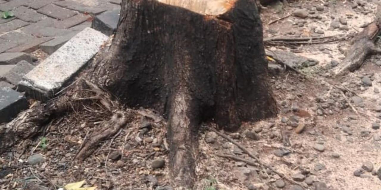 ASN Dinas Bina Marga Diduga Terlibat Penebangan Pohon Ilegal