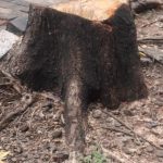 ASN Dinas Bina Marga Diduga Terlibat Penebangan Pohon Ilegal