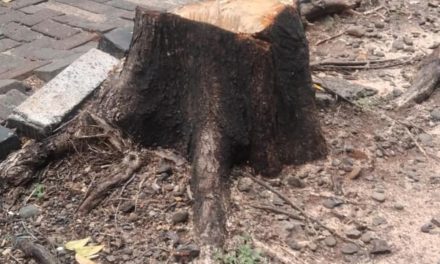 ASN Dinas Bina Marga Diduga Terlibat Penebangan Pohon Ilegal