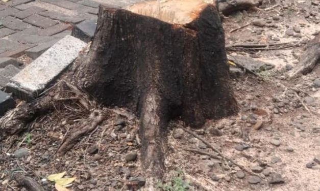 ASN Dinas Bina Marga Diduga Terlibat Penebangan Pohon Ilegal