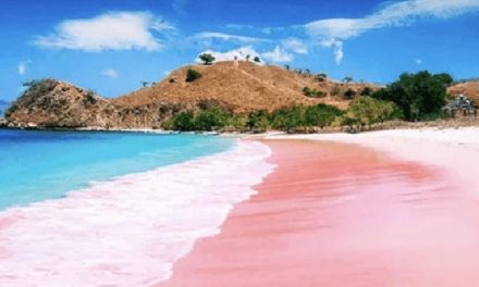 Wisata Bahari Pulau Komodo dan Pilihan Paket Perjalanan