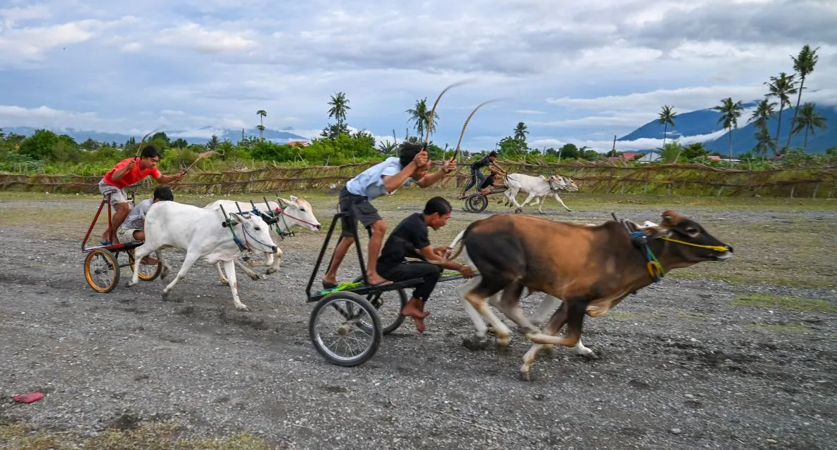 Posilumba Japi, Tradisi Balap Sapi Pasca Panen di Sigi