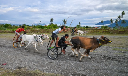 Posilumba Japi, Tradisi Balap Sapi Pasca Panen di Sigi