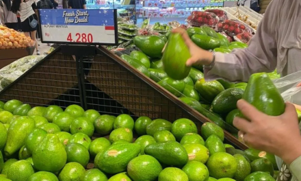 Alpukat untuk Kesehatan Jantung dan Sistem Kardiovaskular