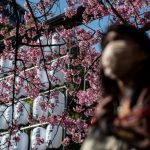 Prediksi Mekarnya Sakura 2026 di Jepang