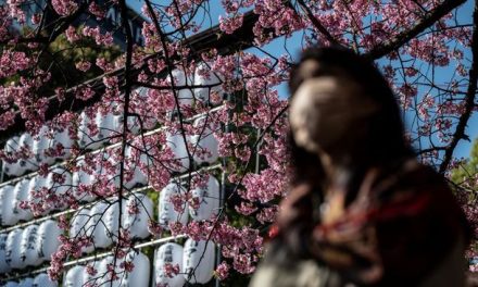 Prediksi Mekarnya Sakura 2026 di Jepang