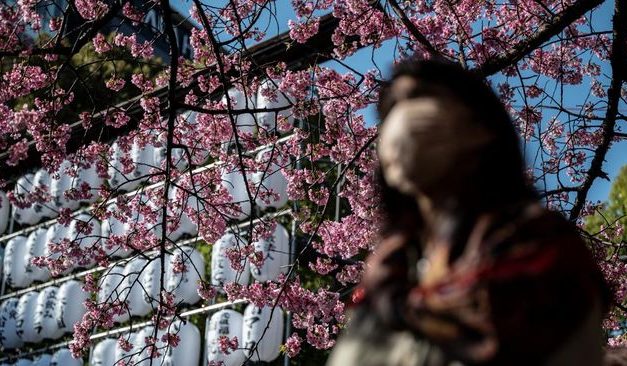 Prediksi Mekarnya Sakura 2026 di Jepang