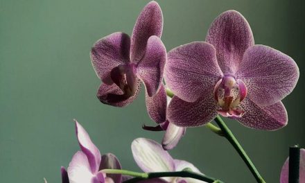 Tanaman Keberuntungan dalam Tradisi Tionghoa dan Feng Shui