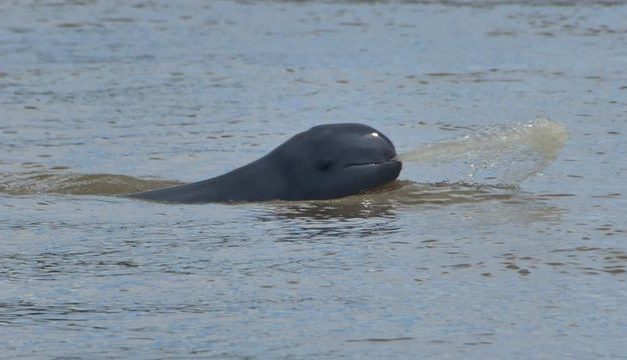 Ancaman Populasi Pesut Mahakam dan Upaya Konservasinya