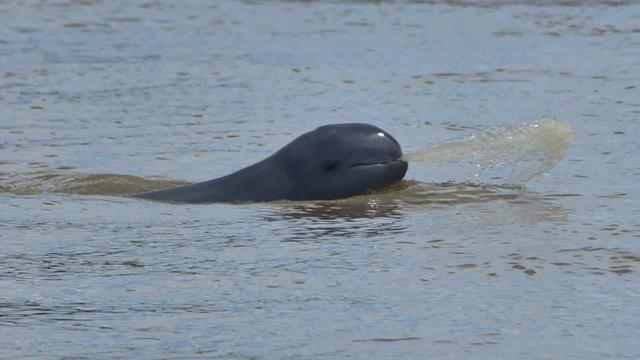 Ancaman Populasi Pesut Mahakam dan Upaya Konservasinya