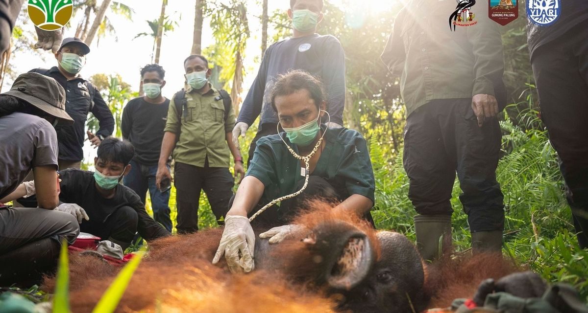 Orangutan di Kalimantan Barat ke Taman Nasional Gunung Palung