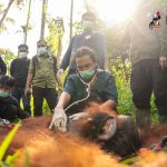 Orangutan di Kalimantan Barat ke Taman Nasional Gunung Palung