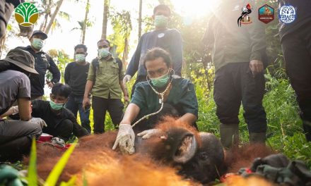 Orangutan di Kalimantan Barat ke Taman Nasional Gunung Palung