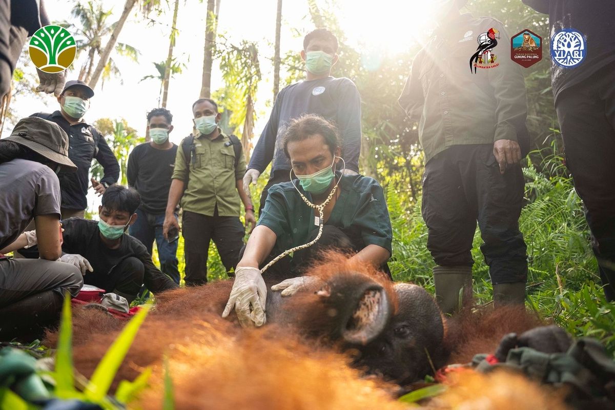 Orangutan