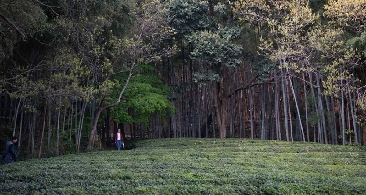 Pesona Gunung Jingting Integrasi Budaya Teh Anhui, Tiongkok