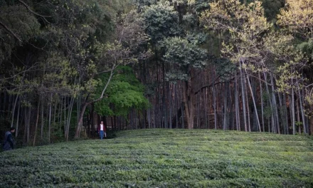 Pesona Gunung Jingting Integrasi Budaya Teh Anhui, Tiongkok