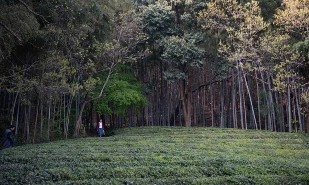 Pesona Gunung Jingting Integrasi Budaya Teh Anhui, Tiongkok