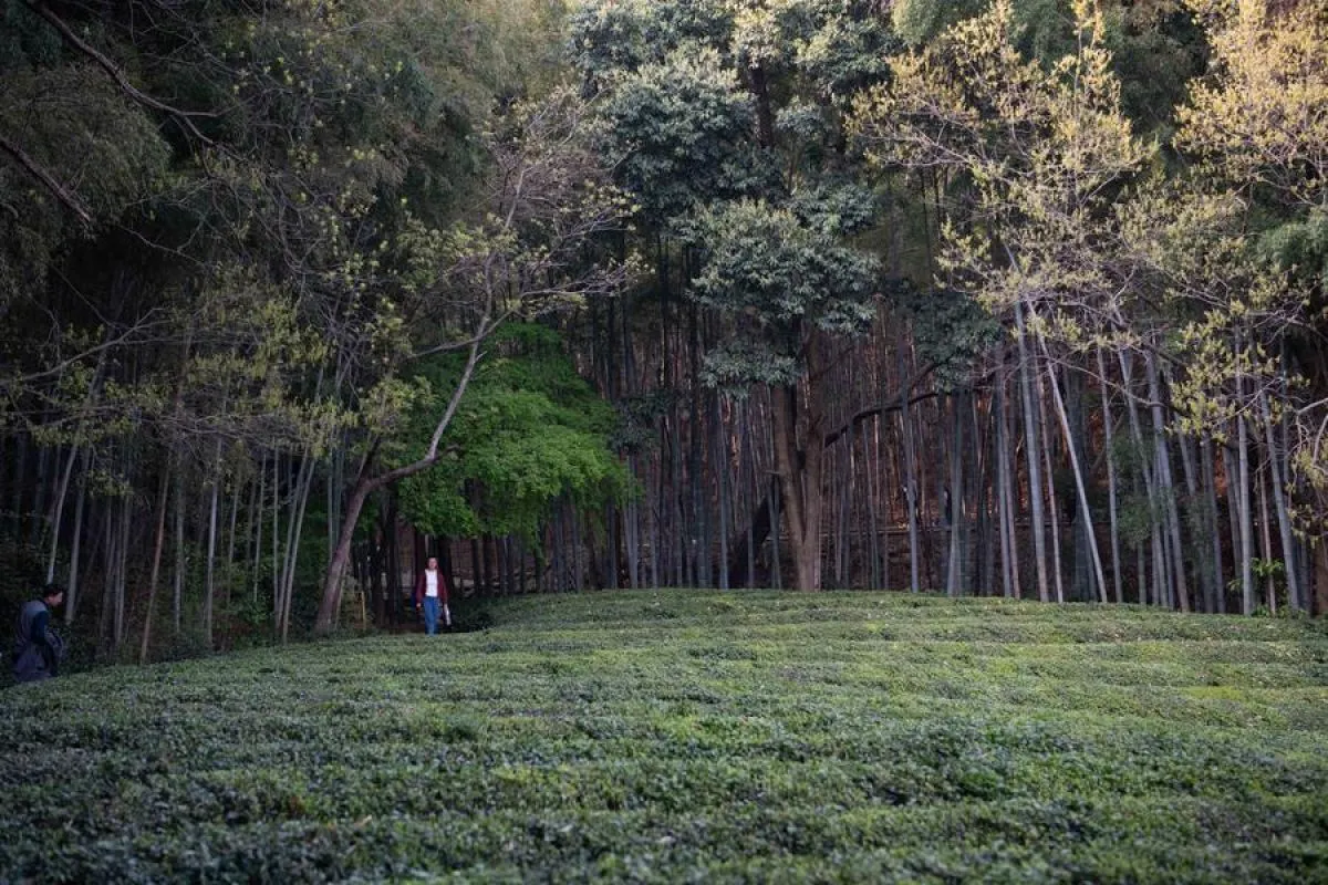 Gunung Jingting 