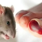 Waspada Hantavirus: Penularan, Gejala Awal, Risiko Kesehatan