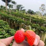 Wisata Petik Stroberi di Botanika Kuningan, Seru dan Menyegarkan