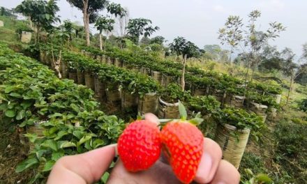 Wisata Petik Stroberi di Botanika Kuningan, Seru dan Menyegarkan