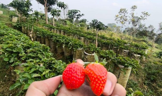 Wisata Petik Stroberi di Botanika Kuningan, Seru dan Menyegarkan