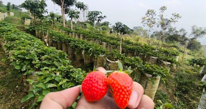 Pengunjung memetik stroberi segar di Botanika Kuningan dengan latar perbukitan dan Gunung Ciremai.