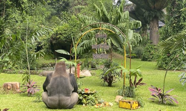 Ragunan Tetap Buka 17 Agustus 2026 Saat Libur HUT ke-81 RI