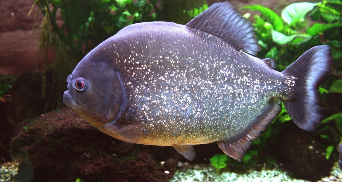 Piranha Perut Merah Kembali Ditemukan di Sungai Klau Malaysia
