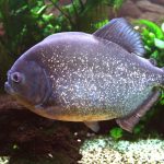 Piranha Perut Merah Kembali Ditemukan di Sungai Klau Malaysia