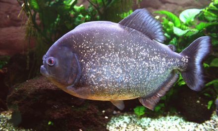 Piranha Perut Merah Kembali Ditemukan di Sungai Klau Malaysia