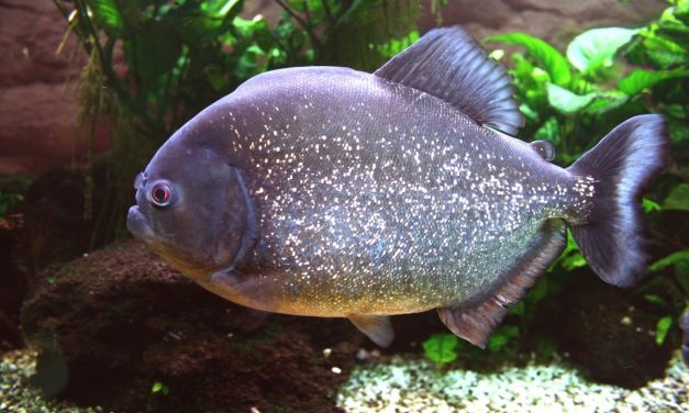 Piranha Perut Merah Kembali Ditemukan di Sungai Klau Malaysia