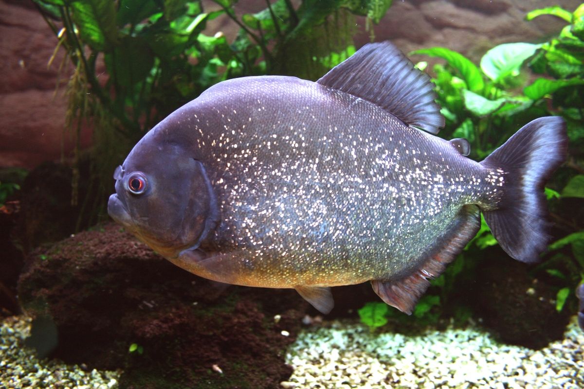 Piranha perut merah di Sungai Klau