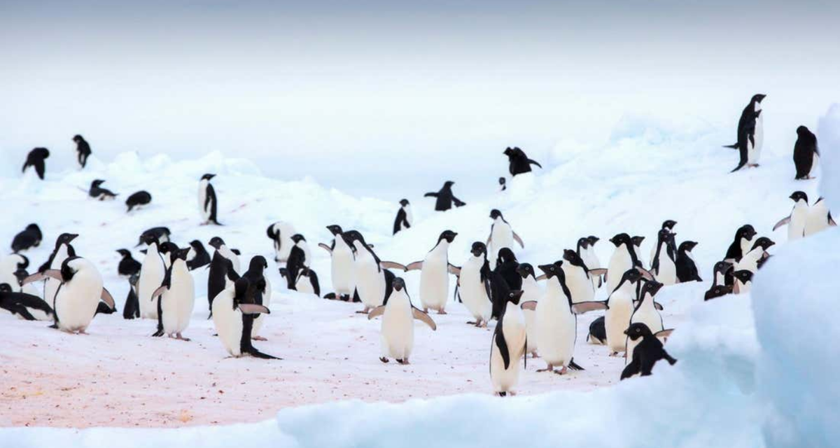 Australia Vaksinasi Ribuan Penguin Kecil untuk Hadapi Ancaman Flu Burung H5N1