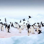 Australia Vaksinasi Ribuan Penguin Kecil untuk Hadapi Ancaman Flu Burung H5N1