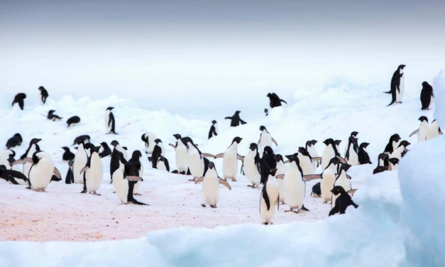Australia Vaksinasi Ribuan Penguin Kecil untuk Hadapi Ancaman Flu Burung H5N1