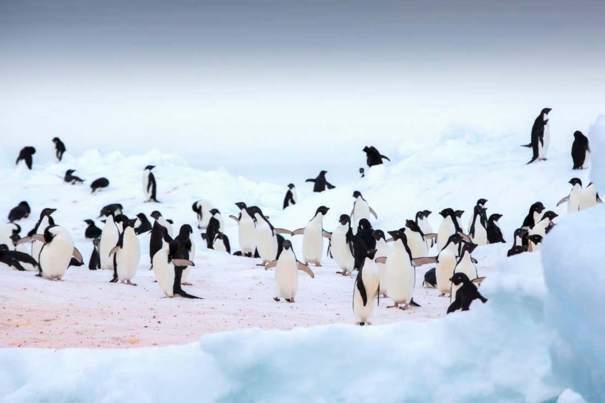vaksinasi penguin kecil